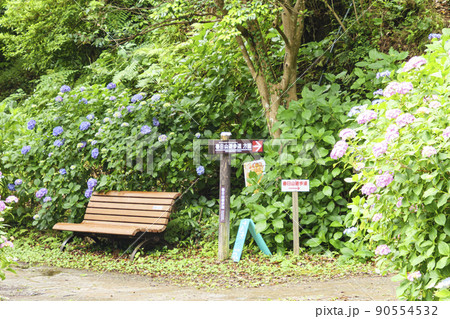 静岡県下田市の日本一の15万株300万輪の下田公園のあじさい祭り 90554532