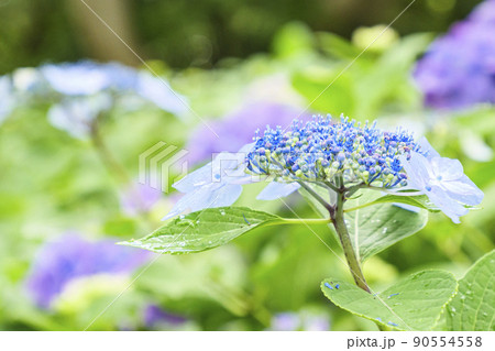 伊豆半島の静岡県下田市下田公園の日本一のあじさい祭り 90554558