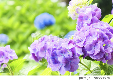 伊豆半島の静岡県下田市下田公園のあじさい祭り 伊豆半島の静岡県下田市下田公園のあじさい祭り 90554570