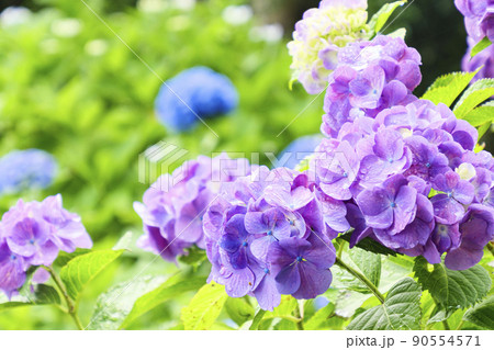 伊豆半島の静岡県下田市下田公園のあじさい祭り 90554571