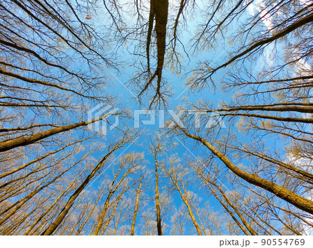 Oak forest in springtime, bottom view picture. Selective focus. Oak forest in springtime, bottom view picture. Selective focus. 90554769