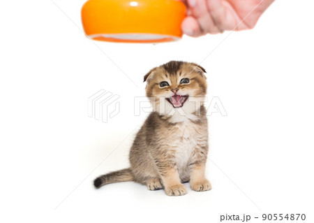 Woman's hand gives food to a small Scottish fold kitten 90554870