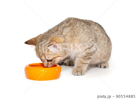 Young Scottish cat eats food from an orange bowl 90554885