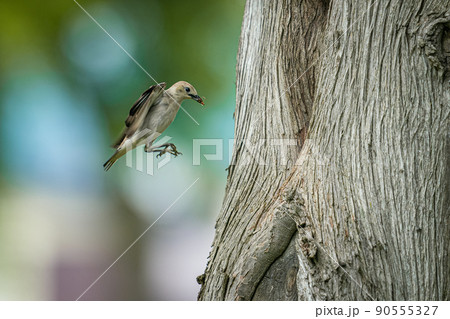 北海道の初夏、コムクドリの子育て。 90555327