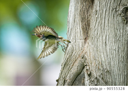 北海道の初夏、コムクドリの子育て。 北海道の初夏、コムクドリの子育て。 90555328