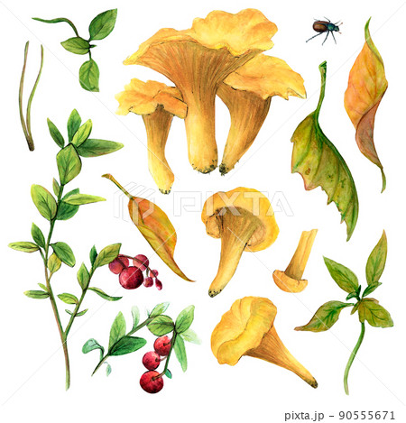 Watercolor mushroom set - orange chanterelles and leaves from a tree, as well as red lingonberries, will help to create beautiful illustrations. Drawing for cards, stickers, scrapbooking, posters 90555671