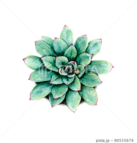 Succulent watercolor on white background botanical Hand drawn watercolor painting, fabric design, template for packaging and stickers. 90555679