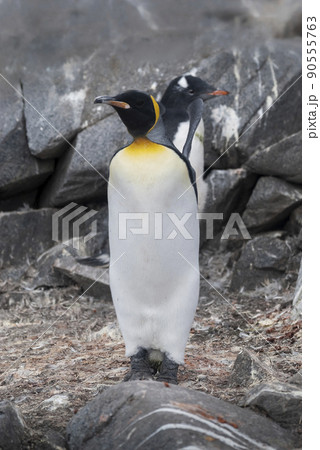Emperor penguin,Aptenodytes forsteri, in Port Lockroy, Goudier island, Antartica. Emperor penguin,Aptenodytes forsteri, in Port Lockroy, Goudier island, Antartica. 90555763