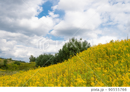 Flowery meadow field with yellow goldenrod flowers wildflowers blossoming in nature on cloudy sky Flowery meadow field with yellow goldenrod flowers wildflowers blossoming in nature on cloudy sky 90555766