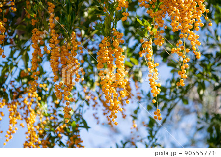 Duranta erecta yellow berries hanging from tree branches natural background 90555771
