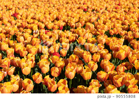 yellow tulip flower field with yellow natural background yellow tulip flower field with yellow natural background 90555808
