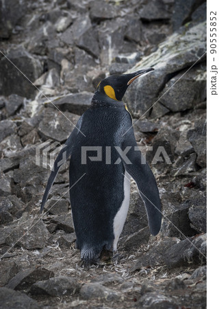 Emperor penguin,Aptenodytes forsteri, in Port Lockroy, Goudier island, Antartica. 90555852