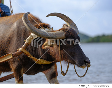 水牛車 水牛車 90556055