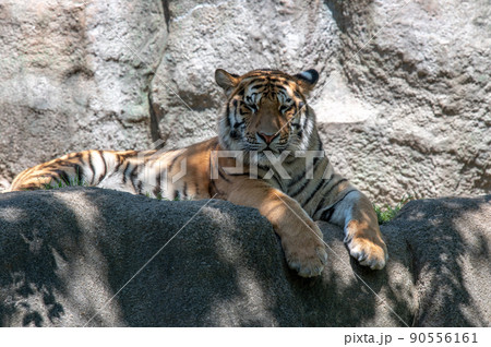 虎・虎・虎 虎・虎・虎 90556161