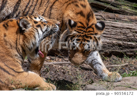 虎・虎・虎 90556172