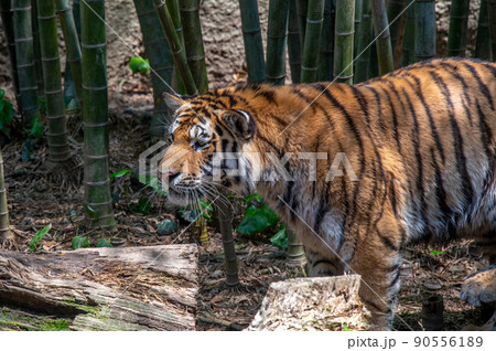 虎・虎・虎 90556189