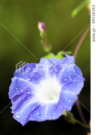 青色の朝顔 青色の朝顔 90556363