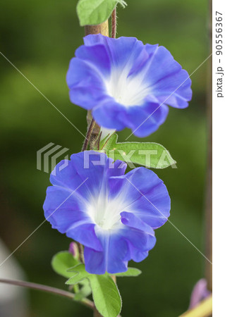朝顔 90556367