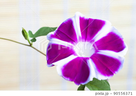 曜白朝顔とすだれ 曜白朝顔とすだれ 90556371