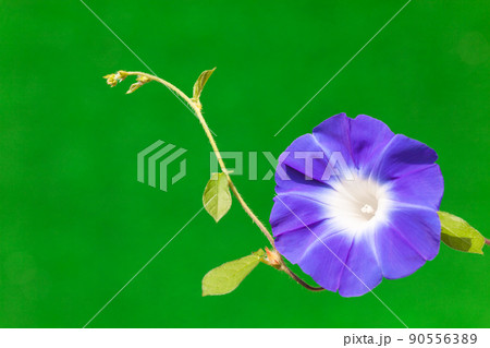 青紫色のアサガオ 90556389