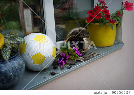 The ball crushed the flowers in flowerpotの写真素材 [90556537] - PIXTA