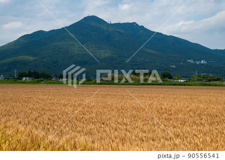 麦収穫の時期、麦秋の筑波山 90556541