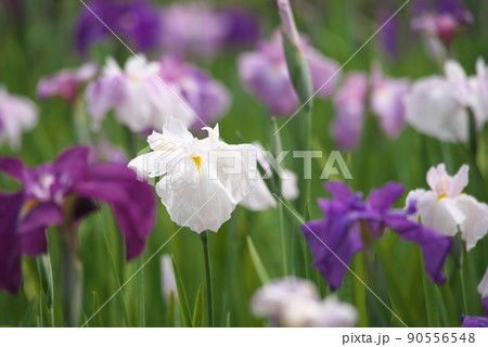 ハナショウブの白花【緑背景】 ハナショウブの白花【緑背景】 90556548