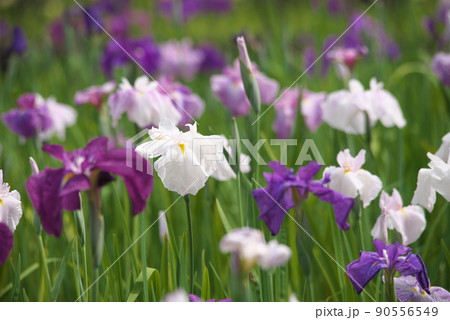 ハナショウブの白花【緑背景】 90556549
