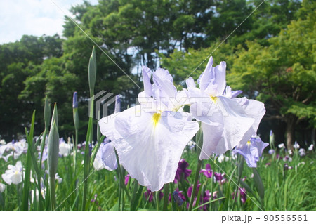 ハナショウブの白花【緑背景】 ハナショウブの白花【緑背景】 90556561