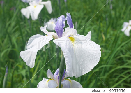 ハナショウブの白花【緑背景】 ハナショウブの白花【緑背景】 90556564