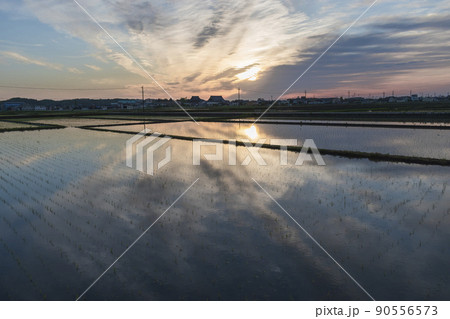 水田に昇る朝日 90556573