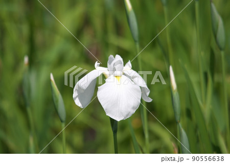 ハナショウブの白花【緑背景】 ハナショウブの白花【緑背景】 90556638