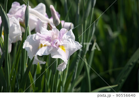 ハナショウブの白花【緑背景】 ハナショウブの白花【緑背景】 90556640