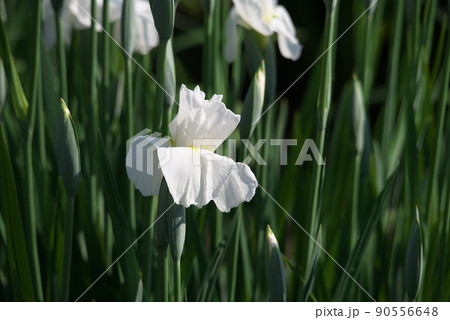 ハナショウブの白花【緑背景】 ハナショウブの白花【緑背景】 90556648
