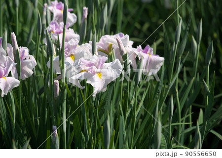 ハナショウブの白花【緑背景】 ハナショウブの白花【緑背景】 90556650