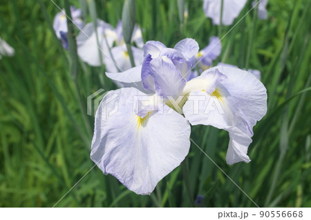 ハナショウブの絞り・白花【緑背景】 ハナショウブの絞り・白花【緑背景】 90556668