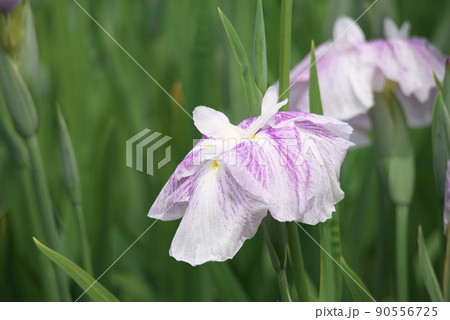 ハナショウブの絞り・白花【緑背景】 ハナショウブの絞り・白花【緑背景】 90556725