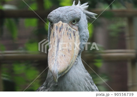 ハシビロコウ　動かない鳥 90556739
