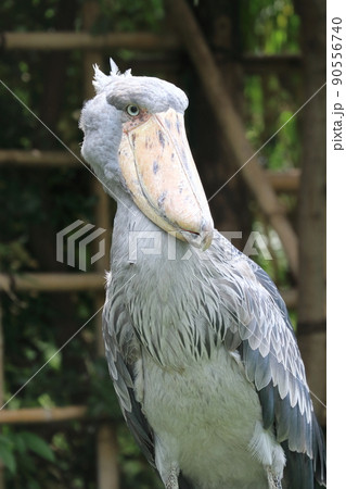ハシビロコウ 動かない鳥 ハシビロコウ 動かない鳥 90556740