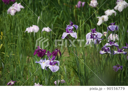 花菖蒲園【相模原公園・水無園】 90556779