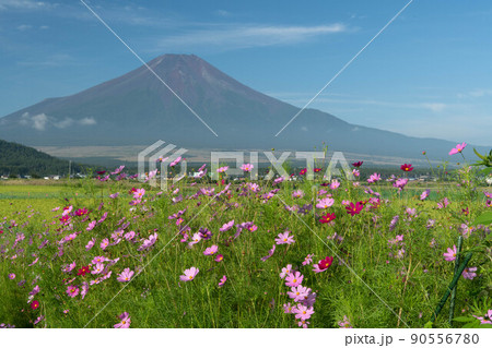 山梨県忍野村よりコスモスと富士山 90556780