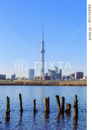 「東京都」干潮時に現れる荒川河川敷の木杭 「東京都」干潮時に現れる荒川河川敷の木杭 90556899