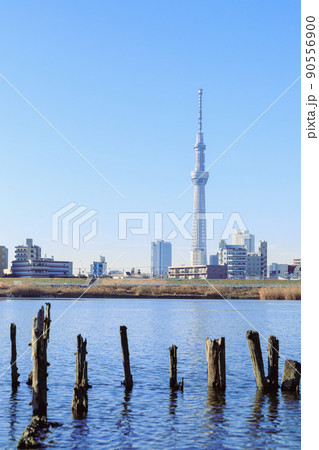 「東京都」干潮時に現れる荒川河川敷の木杭 90556900