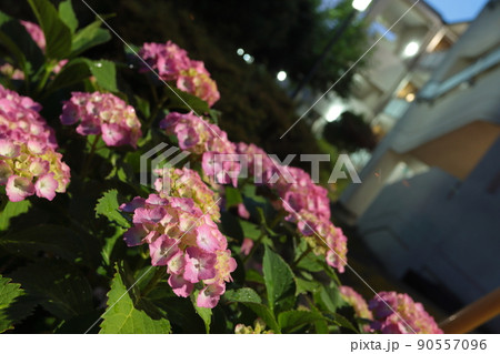 深夜の団地にひっそりと咲き誇る紫陽花たち 90557096