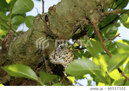 サトキマダラヒカゲとヒカゲチョウ 90557102