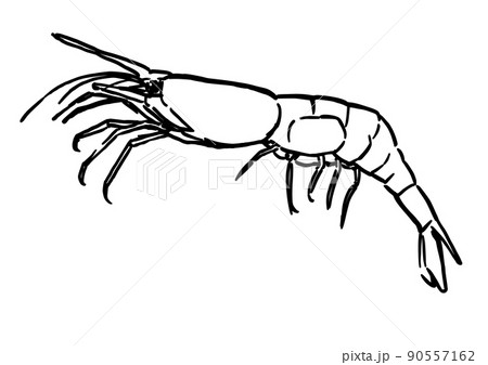 シンプルイラスト　魚介類　エビ 90557162