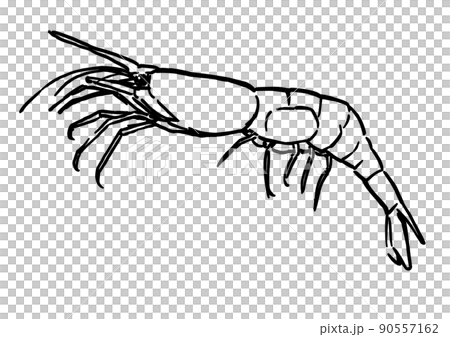 シンプルイラスト　魚介類　エビ 90557162