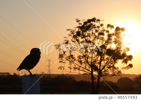 夕日を背に佇むフクロウのシルエット 夕日を背に佇むフクロウのシルエット 90557493