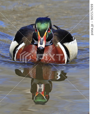Colorful Wood Duck with reflection on the lake, Quebec, Canada Colorful Wood Duck with reflection on the lake, Quebec, Canada 90557699