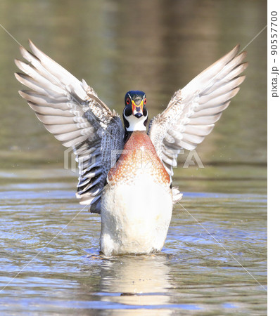 Colorful Wood Duck landing on the lake, Quebec, Canada 90557700